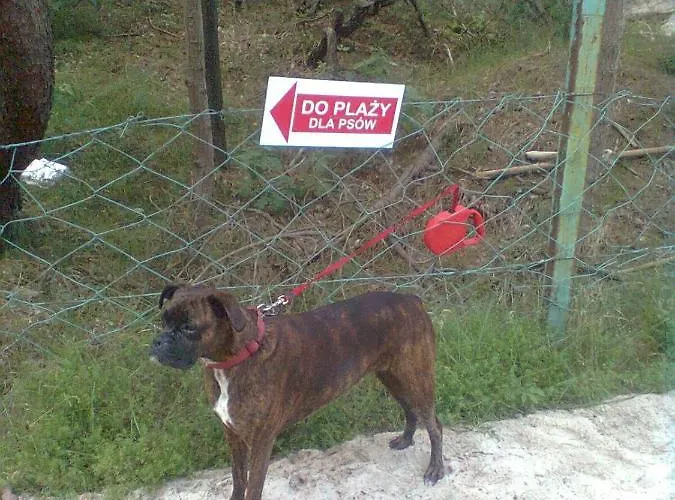 Sloneczne W Debinie *